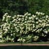 Limelight Hydrangea Tree From #10 - Image 2
